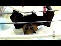 Baby flying-foxes on the airer:  a compilation of chaos