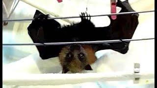 Baby flying-foxes on the airer:  a compilation of chaos
