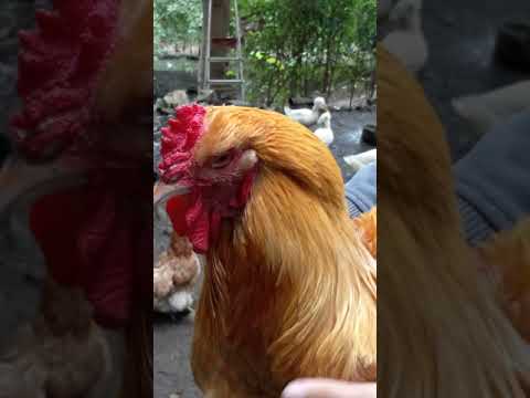 Cute and angry Rooster | Şirin Esebli Xoruz