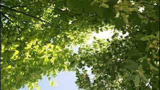 Tilia platyphyllos,linden trees flowers ,lulet e pemëve bliri(4)