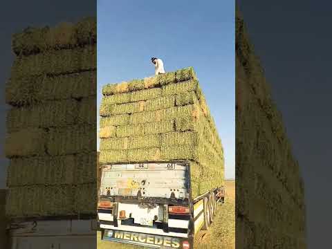 يا عبادي الذين آمنوا إن أرضي واسعة فأياي فاعبدون قرآن عبدالرحمن مسعد راحة نفسية ابلور 