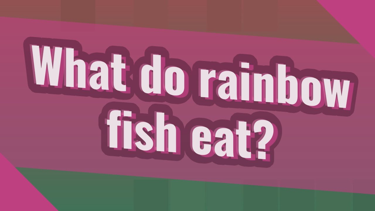What do rainbow fish eat? YouTube