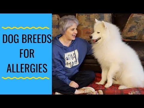 Video: Umur Anjing Samoyed Hypoallergenic, Kesihatan Dan Jangka Hayat