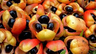 Blighia Sapida Secrets Of The Ackee Fruit -World