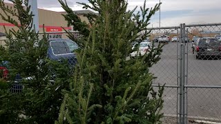 Tips On How To Maintain Your Live Christmas Trees - December 8, 2020 - Micah Quinn