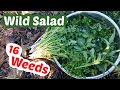 Wild Greens: Turn Weeds into a Great Salad in Winter or Spring