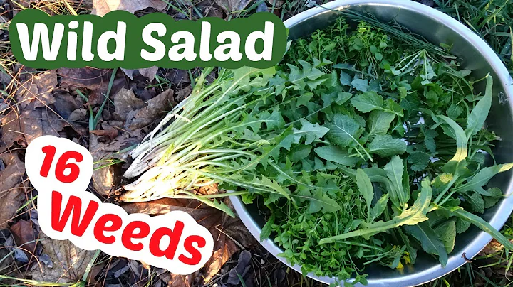 Wild Greens: Turn Weeds into a Great Salad in Winter or Spring - DayDayNews