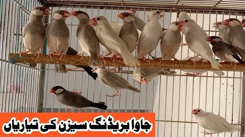 Java Sparrow Breeding Season Start | Java Bird Ready For Breeding | Mini Zoo | 2022-2023