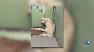 87 animals seized from Hayes home in Virginia due to unsafe living conditions