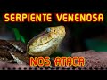 ME ENFRENTÉ A UNA #serpiente #venenosa