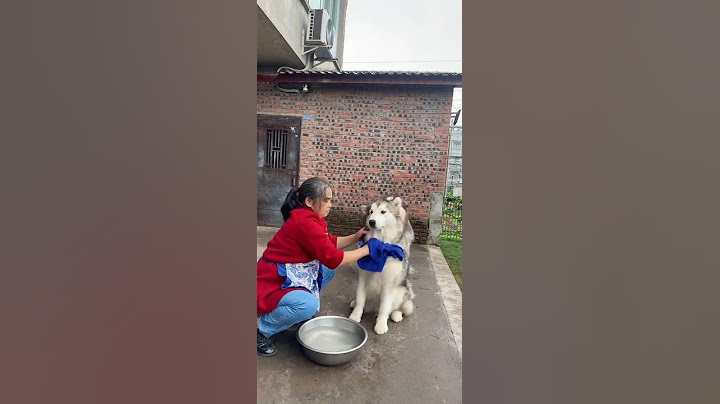 奶奶带大的狗子情绪比我都稳定😂 |The Dog Raised By My Grandma Is More Emotionally Stable Than Me #阿拉斯加#动物#萌宠#宠物