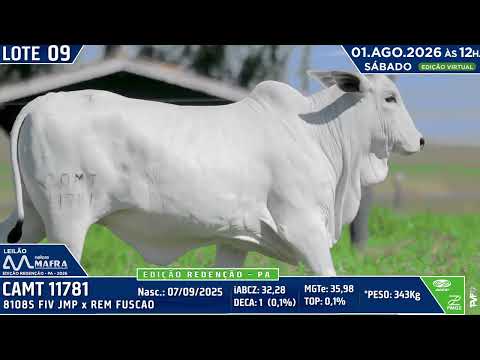 LOTE 9   CAMT 11781