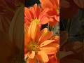 Health  and  peace #flowers #inspirtional  #short  #ytshorts