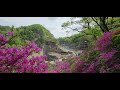 고석정  수달래