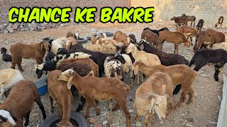 saste bakre for sale in Hyd | pure Telangana potla sheep's for qurbani 2024 available in balapur