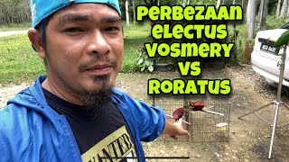 BELI LAGI BURUNG ELECTUS/NURI BAYAN VOSMERY KAT KELANTAN