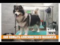 КАК ПОМЫТЬ АЛЯСКИНСКОГО МАЛАМУТА / Groomtime for Alaskan Malamute