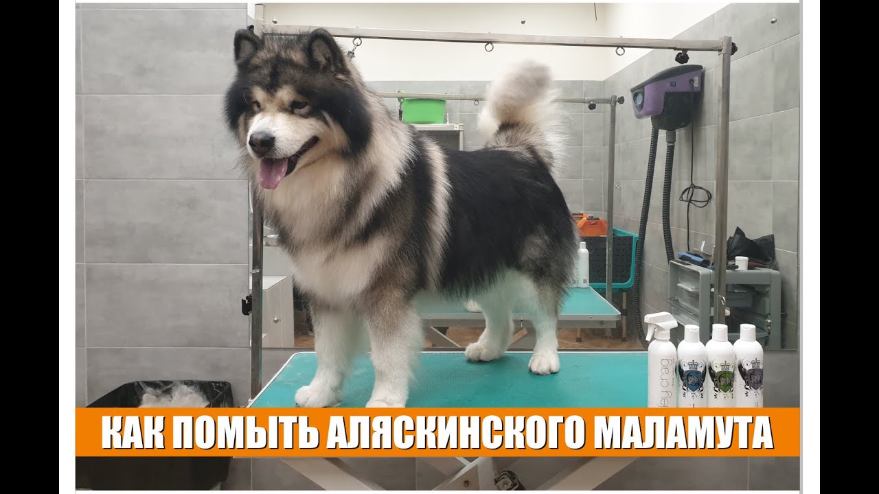 КАК ПОМЫТЬ АЛЯСКИНСКОГО МАЛАМУТА / Groomtime for Alaskan Malamute - YouTube