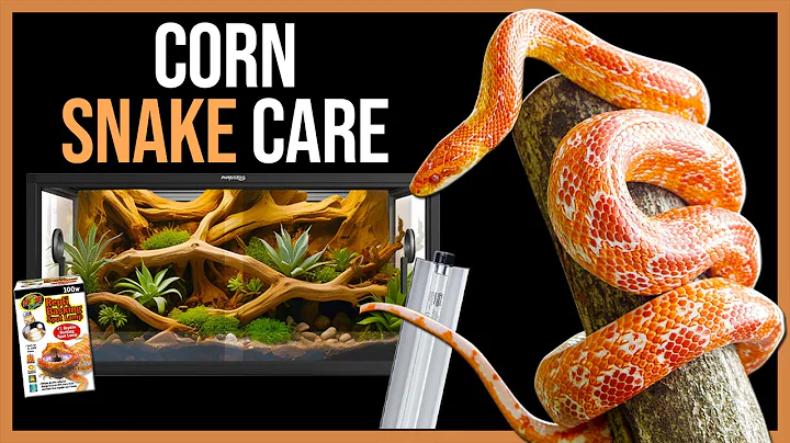 Corn Snake Care for Beginners!