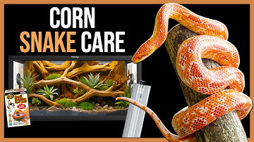 Corn Snake Care for Beginners!