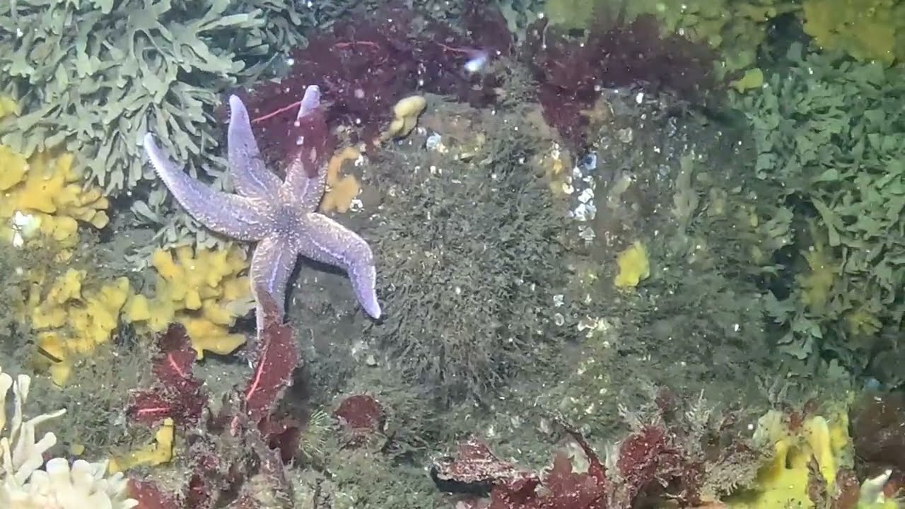 Søbadet 2 juli 2025