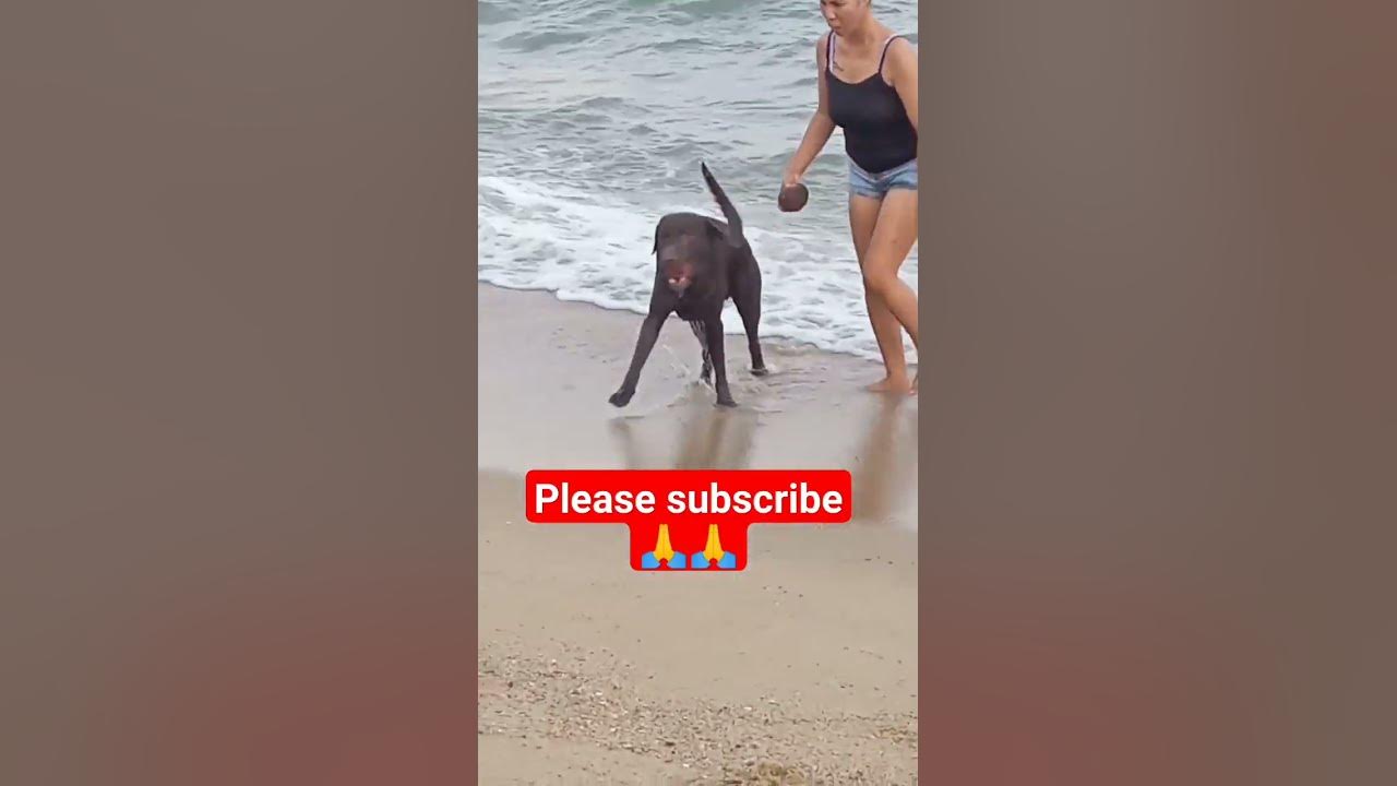 how-do-dog-swmming-how-long-can-dog-swim-in-the-ocean-should-i-wash-my