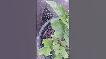 improved meyer lemon