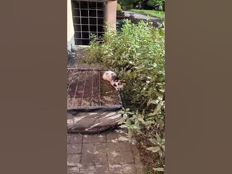 милые львы отдыхают на солнышке - YouTube