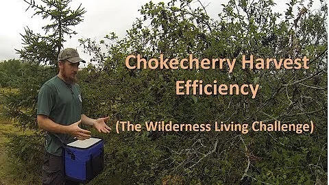 Chokecherry Harvest Efficiency (The Wilderness Living Challenge)