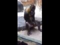 Solo Monkey Masturbation زدن میمون 
