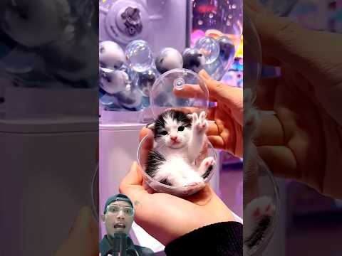 أدر الزر لتحصل على قطة SmolMimi Trendingshorts Viralshorts Short Fyp