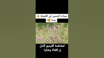 بتبتة أنثى الحسون في الطبيعة 