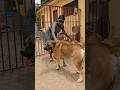 66 Years Old Woman And Her Boerboels Boerboel Dog Shorts 66 Years Old Woman And Her Boerboels Boerboel Dog Shorts