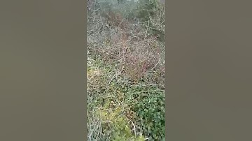 Ganjafarmersuk- Algorithmic boost request - 2000000 #YTboostrequest