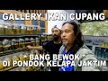 Gallery ikan cupang bang bewok di pondok kelapa jakarta timur