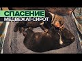 «Аппетит пока плохой»: в Тверской области выхаживают медвежат-сирот