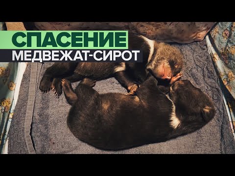 «Аппетит пока плохой»: в Тверской области выхаживают медвежат-сирот