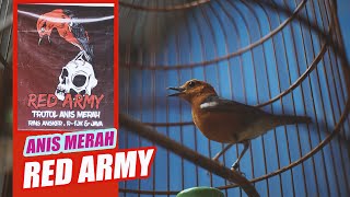 PERAWATAN DAN PERISAPAN LOMBA BURUNG ANIS MERAH (RED ARMY) by Nextpets Channel 2,495 views 1 year ago 8 minutes, 48 seconds