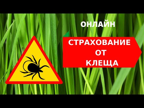 Страхование от клеща