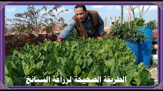 تعلم سر نجاح زراعة السبانخ فوق الاسطح وفي المنزل من البذرة حتي الحصاد- Growing spinach