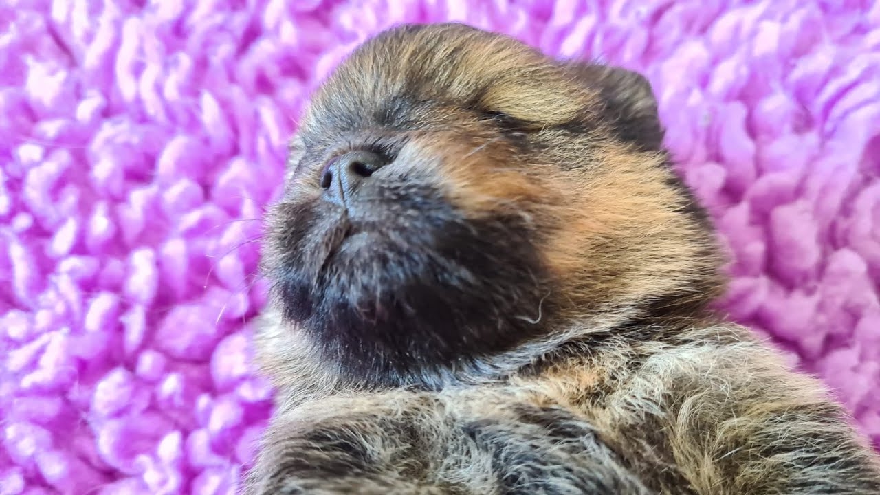 Щенкам шпица 3 недели, щеночкотерапия!