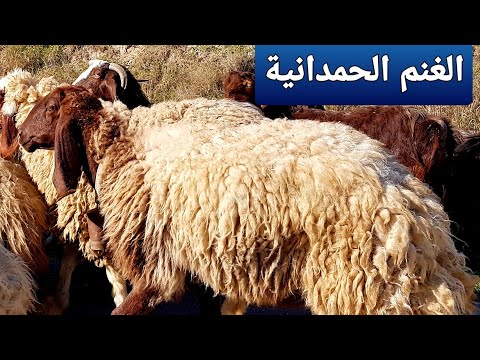 ماهو الفرق بين الاغنام العواسية و الشفالية و الحمدانية و العرجيلية معلومات تهمك عن الاغنام