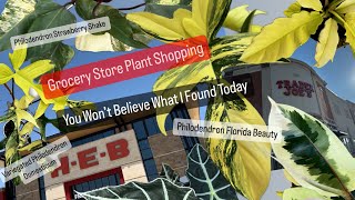 Big Box Store Grocery Plant Shopping Amazing Rare Philodendron Florida Beauty and Rare Plant Finds by Grow Folds 2,213 views 7 days ago 1 hour