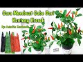 TUTORIAL CABE DARI KANTONG KRESEK BEKAS