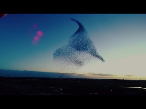 Murmuration of Birds droneview (de dans van de Spreeuwen)