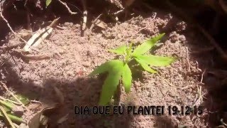 Plantando Maconha Outdoor - Problemas Com Formigas