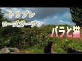 猫とバラ園【千葉県 ドリプレ・ローズガーデン】ドローン空撮