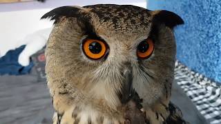 The morning homecoming of Yoll the eagle owl. How the owl returns to the room.