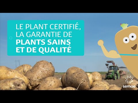 Vidéo: Achat De Plants De Qualité