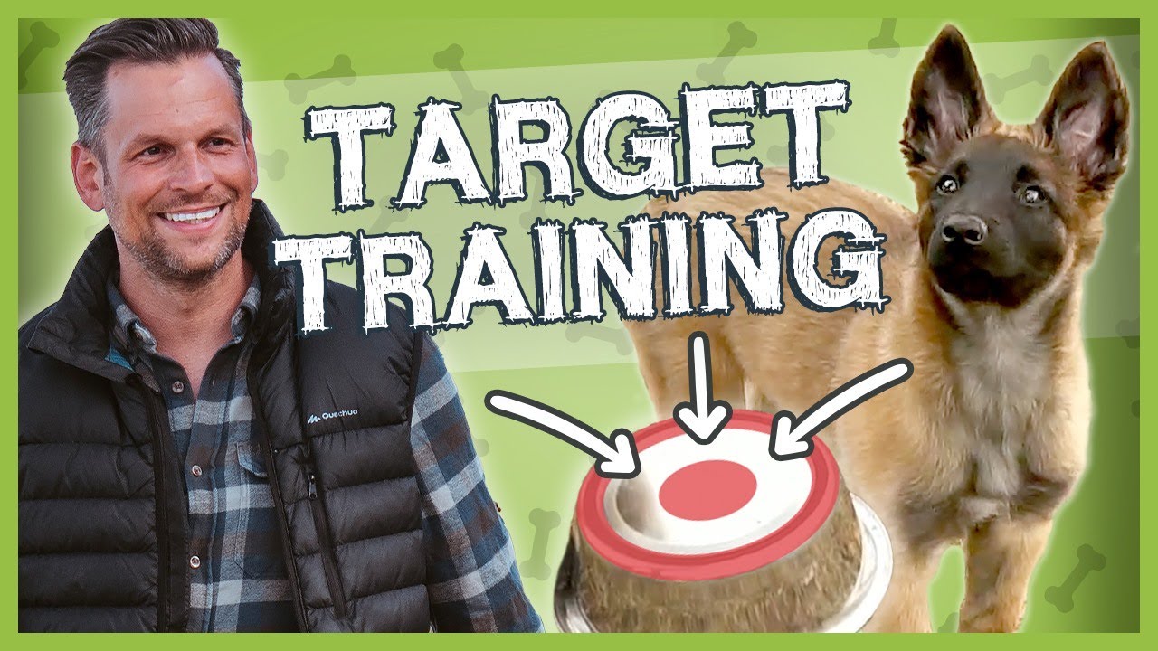 TARGETTRAINING – So baust du es RICHTIG auf | Begleithundeprüfung